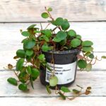 Пеперомия Пеперспот "Peperspot" (Плант микс) d8-10