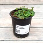 Пеперомия Прострата (черепашка) d10