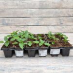 Перец кассета