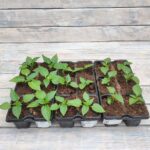 Перец кассета — изображение 2