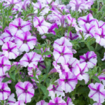 Петуния Бабблз Баттерфляй "Bubbles Butterfly" d9-10