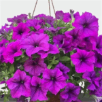 Петуния Титан Джайнт Лавендер "Titan Giant Lavender" d9-10