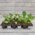 Баклажан кассета