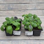 Базилик овощной кассета