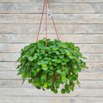 Пилея монетолистная кашпо d21-23