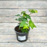 Плющ Хедера d12