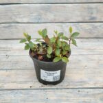 Рододендрон микс d12