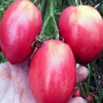 Томат Розовый фламинго кассета