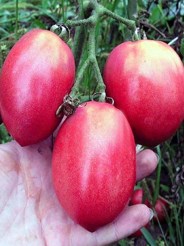 Розовый фламинго томат Томат Розовый фламинго кассета — изображение 1