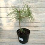 Сосна Крымская 3л