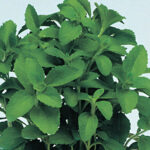 Стевия Свити "Sweety" d12