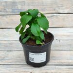 Стевия Свити "Sweety" d12 — изображение 2