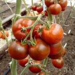 Томат Черная лакомка кассета