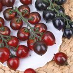 Томат Черри F1 фиолетово-красно-коричневый кассета