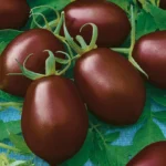 Томат Де Барао черный кассета