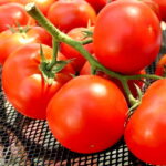 Томат Ранняя пташка кассета