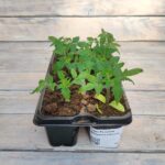 Томат Розовый фламинго кассета — изображение 2