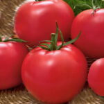 Томат Сказка кассета