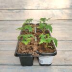 Томат Сказка кассета — изображение 2