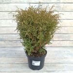 Туя западная Мистер Боулинг Болл d17