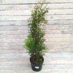 Туя западная Брабант d21-23 (5 л)