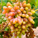 Виноград Юлиан 2л