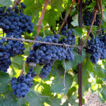 Виноград Каберне Кортис 0,8