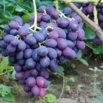 Виноград Каталония 0,8л