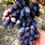 Виноград Кишмиш Брависсимо 2л