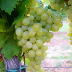 Виноград Королева Парижа 0,8 л