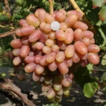 Виноград Преображение 0,8л