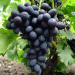 Виноград Забава (Лора Черная) 0,8л — изображение 3