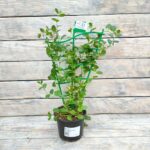 Вьюнок (Конвольвулюс) / Дуга d12