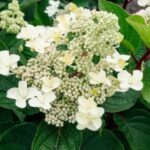 Гортензия метельчатая Инфинити d9