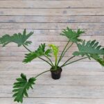 Филодендрон Шангри Ла "Shangri-La" d15