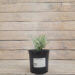 Гелихризум Аладин "Aladin" d12