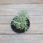 Гелихризум Аладин "Aladin" d12 — изображение 2