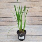 Ирис сибирский Каблуи d12