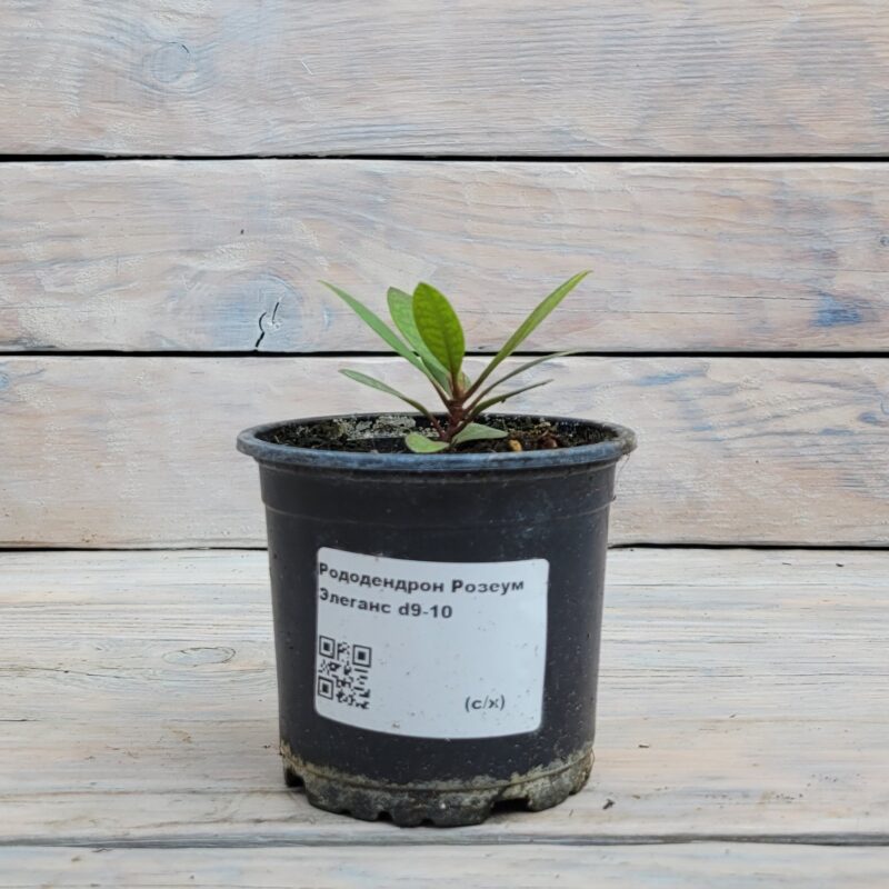 Рододендрон Росеум(Розеум) Элеганс "Roseum Elegans" d9-10 — изображение 1