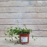 Мюленбекия (Плант микс) d8-10