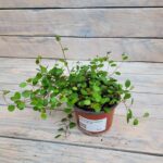 Мюленбекия (Плант микс) d8-10 — изображение 2