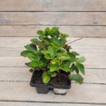 Клубника (земляника садовая) Сандра кассета — изображение 2