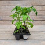 Томат Пламя Агро кассета — изображение 2