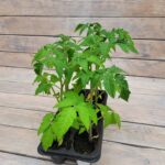 Томат Пламя Агро кассета — изображение 3