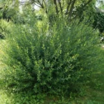 Ива пурпурная Маяк (Фейерверк) 3,5л