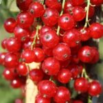 Смородина красная Лучезарная 5 л