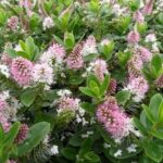 Хебе Оутдор Интенсив Пинк "Outdoor Intensive Pink" d12