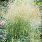 Дешампсия (щучка дернистая) Голдшлеер "Goldschleier" d9-10