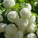 Калина Бульденеж 3л