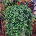 Сатурея (Чабер) Дугласа (Индийская мята) d9-10